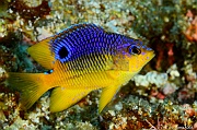 Stegastes flavilatus-La Paz La Reina-12m-20181029-Denis-ADER-DSC_1086_tn